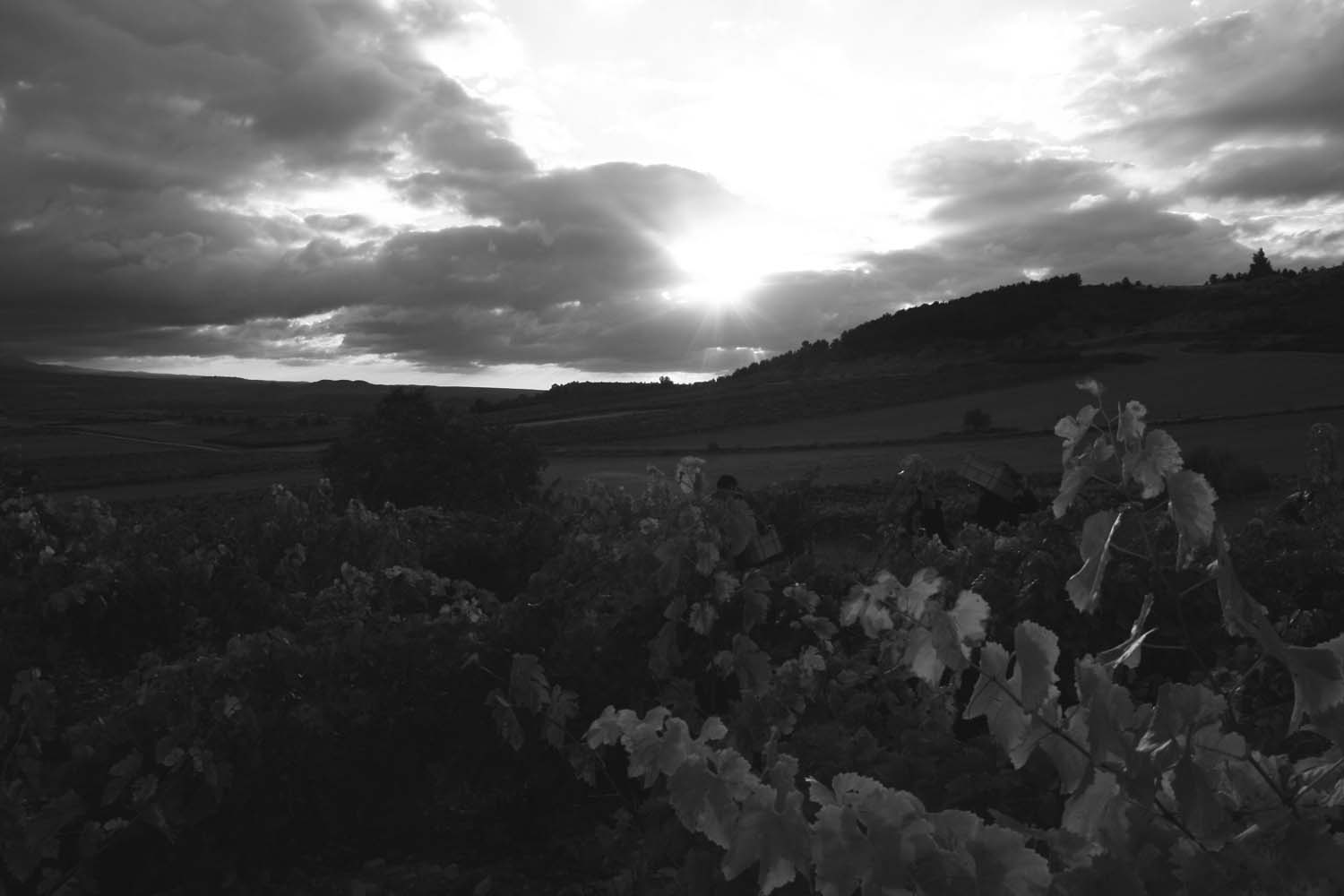 Finca Allende